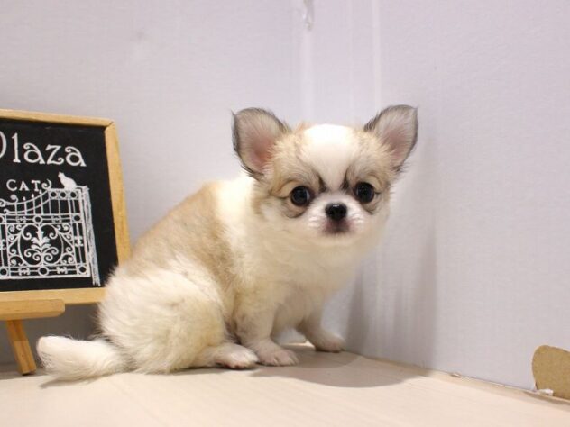 兵庫県のチワワ(ロング) (ペット・プラザ アミーゴつかしん店/2025年9月15日生まれ/男の子/ホワイトレッド)の子犬の3枚目の画像