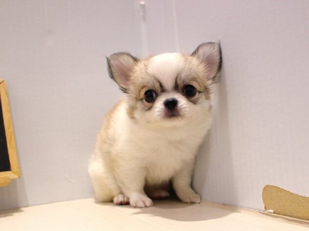 兵庫県のチワワ(ロング) (ペット・プラザ アミーゴつかしん店/2025年9月15日生まれ/男の子/ホワイトレッド)の子犬の4枚目の画像