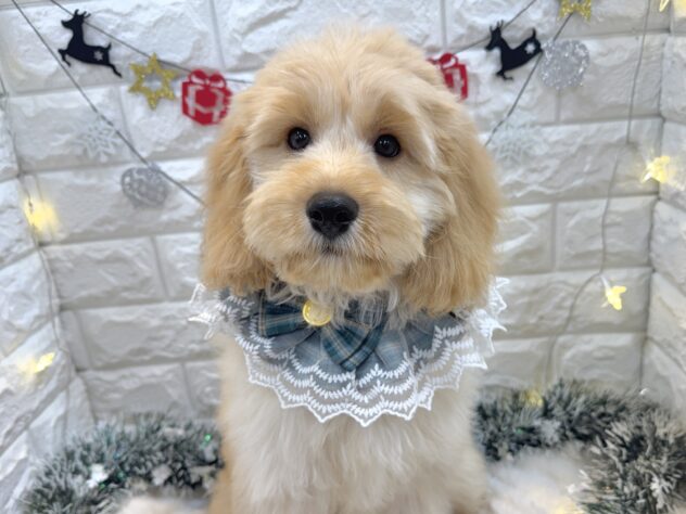 兵庫県のハーフ犬・ミックス犬 (ワンキャラット アミーゴ姫路飾磨店/2025年7月30日生まれ/男の子/クリーム)の子犬の1枚目の画像