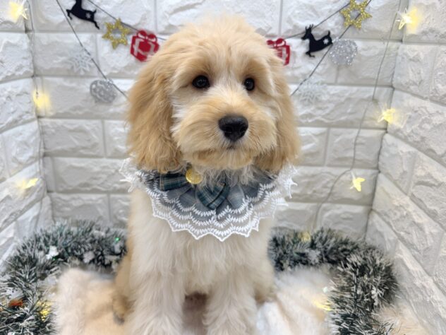 兵庫県のハーフ犬・ミックス犬 (ワンキャラット アミーゴ姫路飾磨店/2025年7月30日生まれ/男の子/クリーム)の子犬の3枚目の画像