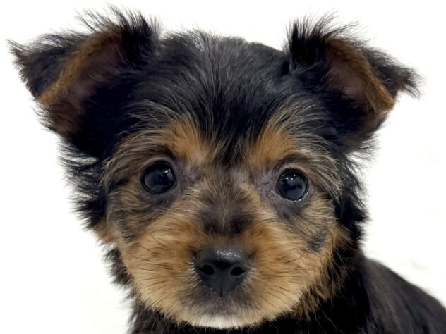 三重県のヨークシャーテリア (アミーゴ四日市日永店/2025年9月8日生まれ/男の子/スチールブルータン)の子犬