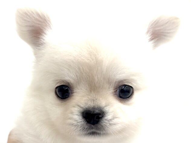 三重県のチワワ(ロング) (アミーゴ四日市日永店/2025年8月31日生まれ/男の子/クリームホワイト)の子犬