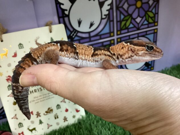 ニシアフリカトカゲモドキ | ペットワールド アミーゴ