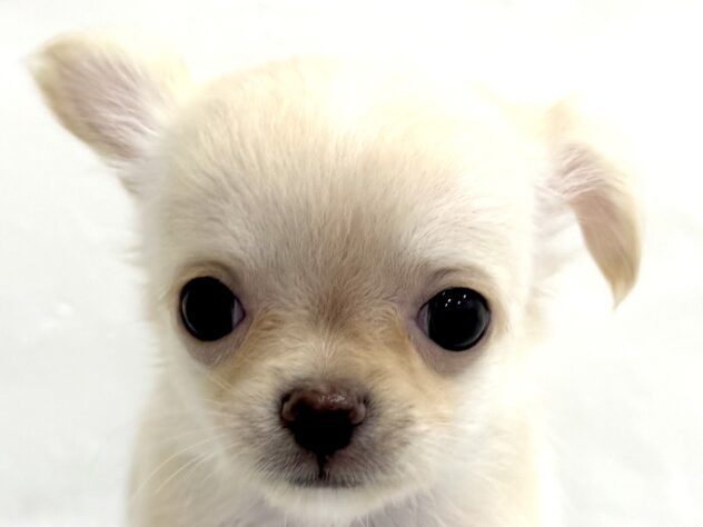 三重県のチワワ(ロング) (アミーゴ四日市日永店/2025年6月17日生まれ/男の子/クリーム)の子犬