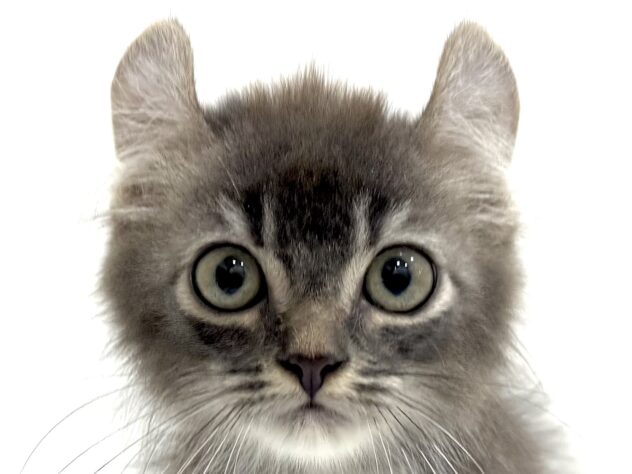 三重県のアメリカンカール (アミーゴ四日市日永店/2025年9月1日生まれ/男の子/ブルータビー)の子猫の1枚目の画像