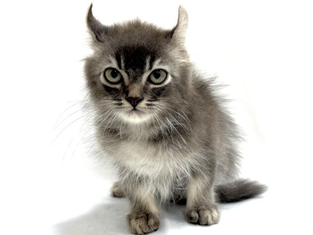 三重県のアメリカンカール (アミーゴ四日市日永店/2025年9月1日生まれ/男の子/ブルータビー)の子猫の2枚目の画像