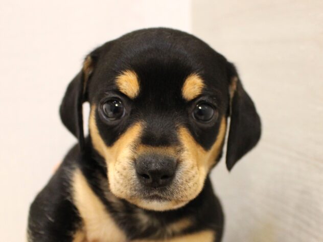 大阪府のチワックス(チワワ×ダックス) (ペット・プラザ アミーゴ箕面店/2025年9月6日生まれ/男の子/ブラックタン)の子犬の3枚目の画像