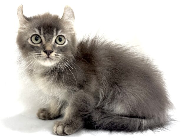 三重県のアメリカンカール (アミーゴ四日市日永店/2025年9月1日生まれ/男の子/ブルータビー)の子猫の4枚目の画像