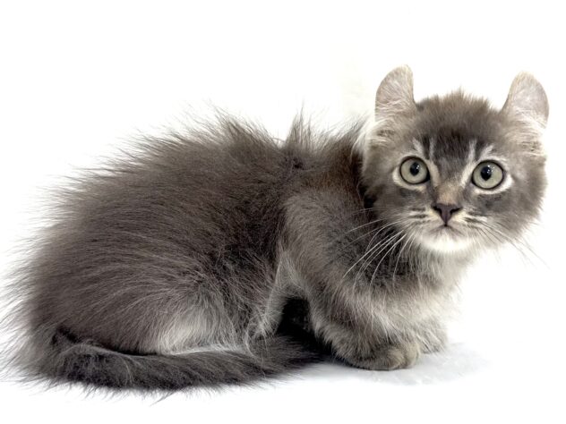 三重県のアメリカンカール (アミーゴ四日市日永店/2025年9月1日生まれ/男の子/ブルータビー)の子猫の3枚目の画像