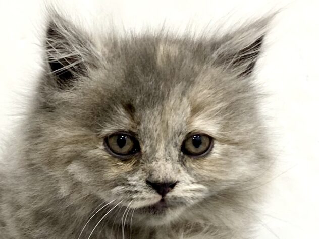 三重県のブリティッシュロングヘアー (アミーゴ四日市日永店/2025年7月31日生まれ/女の子/キャリコ)の子猫の1枚目の画像