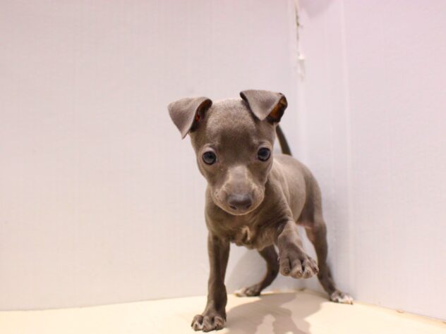 兵庫県のイタリアングレーハウンド (ペット・プラザ アミーゴつかしん店/2025年9月14日生まれ/女の子/ブルーホワイト)の子犬の3枚目の画像