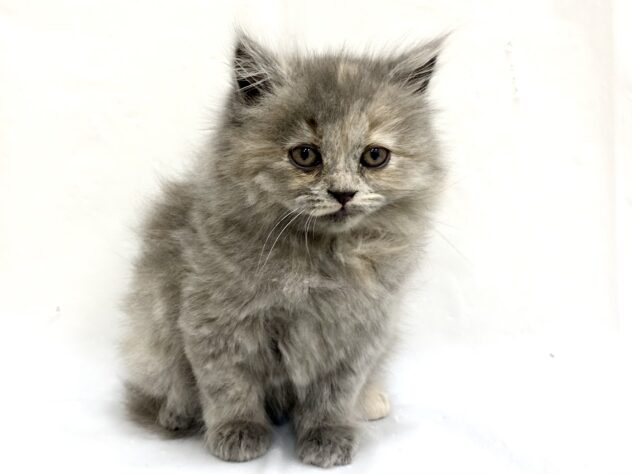 三重県のブリティッシュロングヘアー (アミーゴ四日市日永店/2025年7月31日生まれ/女の子/キャリコ)の子猫の2枚目の画像