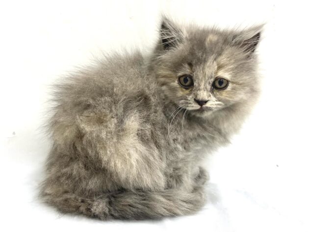 三重県のブリティッシュロングヘアー (アミーゴ四日市日永店/2025年7月31日生まれ/女の子/キャリコ)の子猫の3枚目の画像