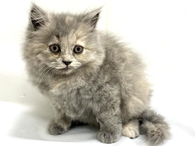 三重県のブリティッシュロングヘアー (アミーゴ四日市日永店/2025年7月31日生まれ/女の子/キャリコ)の子猫の4枚目の画像