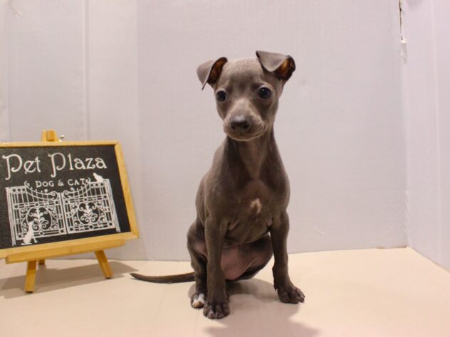 兵庫県のイタリアングレーハウンド (ペット・プラザ アミーゴつかしん店/2025年9月14日生まれ/女の子/ブルーホワイト)の子犬の2枚目の画像