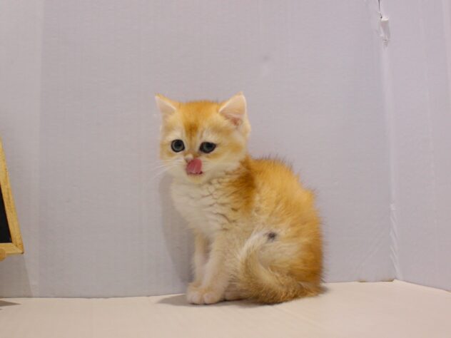 兵庫県のブリティッシュショートヘアー (ペット・プラザ アミーゴつかしん店/2025年9月9日生まれ/男の子/ブラックゴールデンシェーデット)の子猫の3枚目の画像