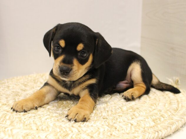 大阪府のチワックス(チワワ×ダックス) (ペット・プラザ アミーゴ箕面店/2025年9月6日生まれ/男の子/ブラックタン)の子犬の2枚目の画像