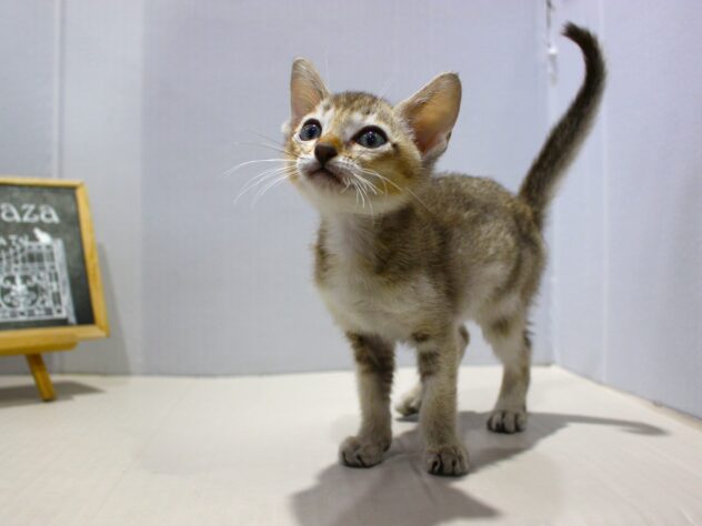 兵庫県のシンガプーラ (ペット・プラザ アミーゴつかしん店/2025年9月17日生まれ/男の子/セピアアグーティ)の子猫の3枚目の画像