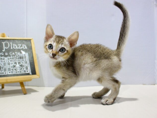 兵庫県のシンガプーラ (ペット・プラザ アミーゴつかしん店/2025年9月17日生まれ/男の子/セピアアグーティ)の子猫の1枚目の画像