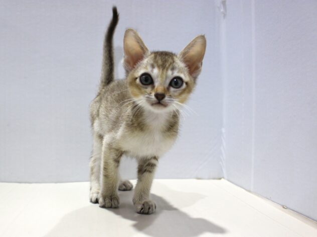 兵庫県のシンガプーラ (ペット・プラザ アミーゴつかしん店/2025年9月17日生まれ/男の子/セピアアグーティ)の子猫の2枚目の画像