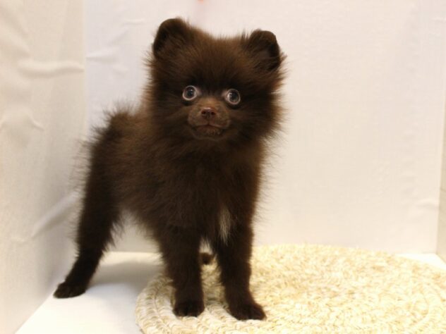 大阪府のポメラニアン (ペット・プラザ アミーゴ箕面店/2025年8月30日生まれ/男の子/チョコレート)の子犬