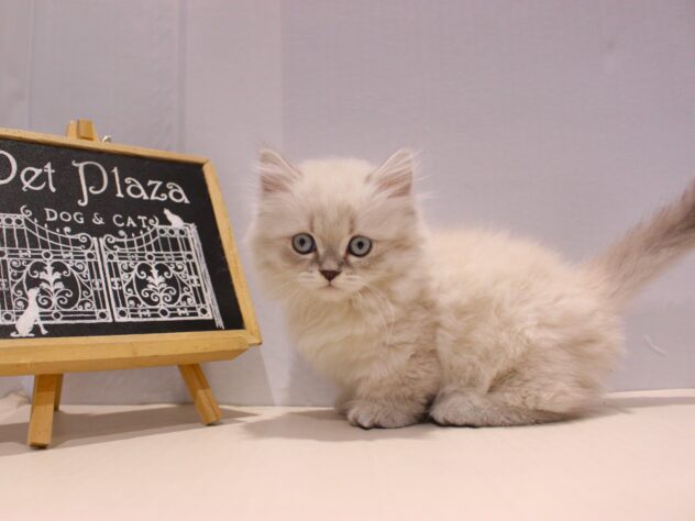 兵庫県のミヌエット (ペット・プラザ アミーゴつかしん店/2025年9月19日生まれ/女の子/ブルーリンクスポイント)の子猫の2枚目の画像