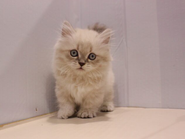 兵庫県のミヌエット (ペット・プラザ アミーゴつかしん店/2025年9月19日生まれ/女の子/ブルーリンクスポイント)の子猫の1枚目の画像