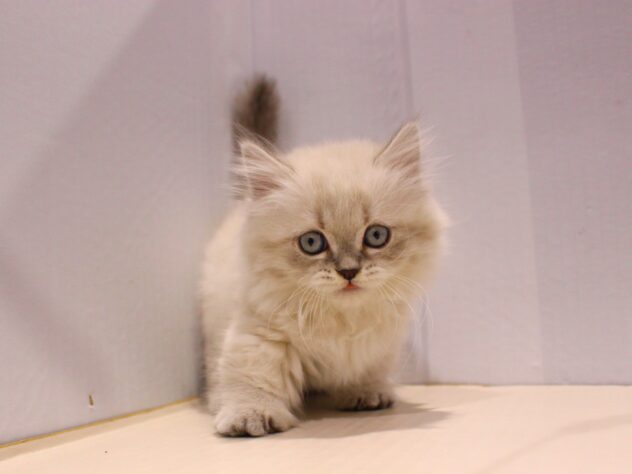 兵庫県のミヌエット (ペット・プラザ アミーゴつかしん店/2025年9月19日生まれ/女の子/ブルーリンクスポイント)の子猫の3枚目の画像