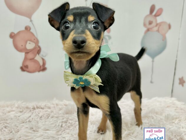 広島県のミニチュアピンシャー (アミーゴ温品店/2025年9月3日生まれ/男の子/ブラックタン)の子犬