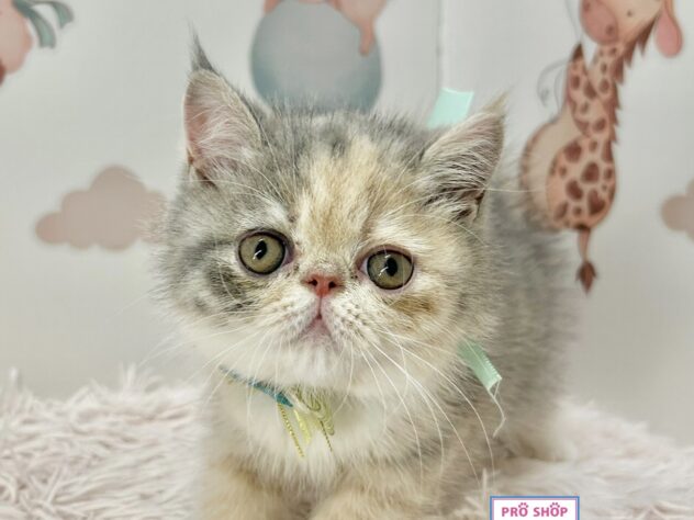 広島県のエキゾチック (アミーゴ温品店/2025年8月30日生まれ/女の子/ダイリュートキャリコ)の子猫の1枚目の画像