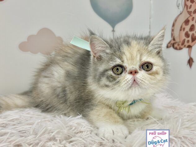 広島県のエキゾチック (アミーゴ温品店/2025年8月30日生まれ/女の子/ダイリュートキャリコ)の子猫の2枚目の画像