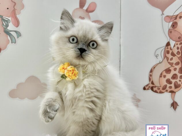 広島県のブリティッシュロングヘアー (アミーゴ温品店/2025年7月20日生まれ/女の子/ブルーポイント)の子猫の2枚目の画像