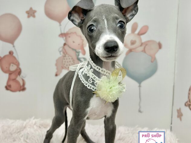 広島県のイタリアングレーハウンド (アミーゴ温品店/2025年9月4日生まれ/女の子/ブルーホワイト)の子犬の1枚目の画像