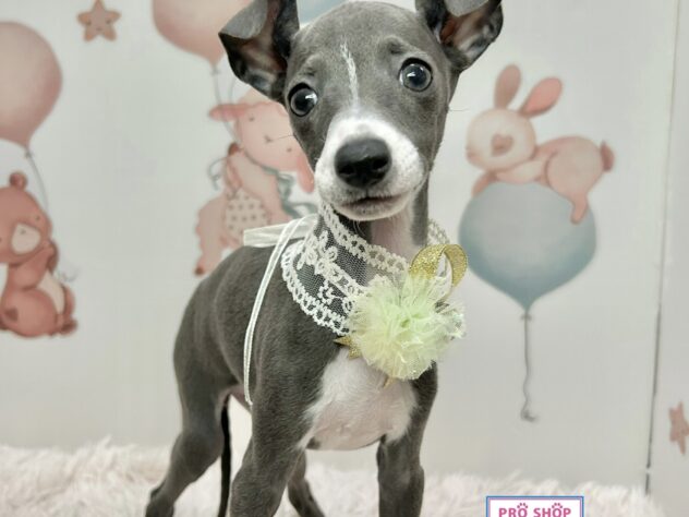 広島県のイタリアングレーハウンド (アミーゴ温品店/2025年9月4日生まれ/女の子/ブルーホワイト)の子犬の2枚目の画像