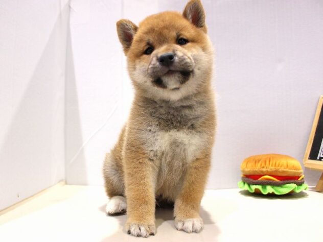 兵庫県の柴犬(標準サイズ) (ペット・プラザ アミーゴつかしん店/2025年9月24日生まれ/男の子/赤)の子犬の1枚目の画像