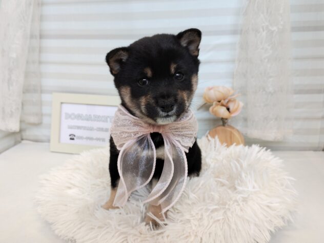 愛媛県の豆柴 (アミーゴ松山久米店/2025年9月8日生まれ/女の子/黒)の子犬の2枚目の画像