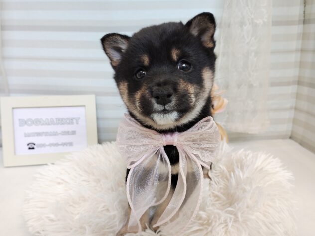 愛媛県の豆柴 (アミーゴ松山久米店/2025年9月8日生まれ/女の子/黒)の子犬の3枚目の画像