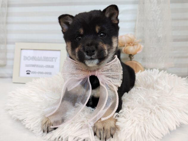 愛媛県の豆柴 (アミーゴ松山久米店/2025年9月8日生まれ/女の子/黒)の子犬の1枚目の画像