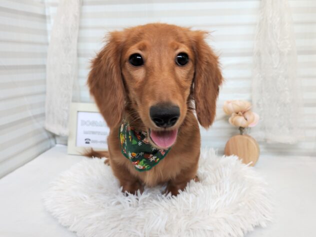 愛媛県のミニチュアダックスフンド(ロング) (アミーゴ松山久米店/2025年6月2日生まれ/女の子/ゴールド)の子犬の1枚目の画像