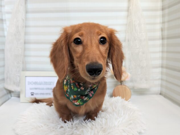 愛媛県のミニチュアダックスフンド(ロング) (アミーゴ松山久米店/2025年6月2日生まれ/女の子/ゴールド)の子犬の3枚目の画像