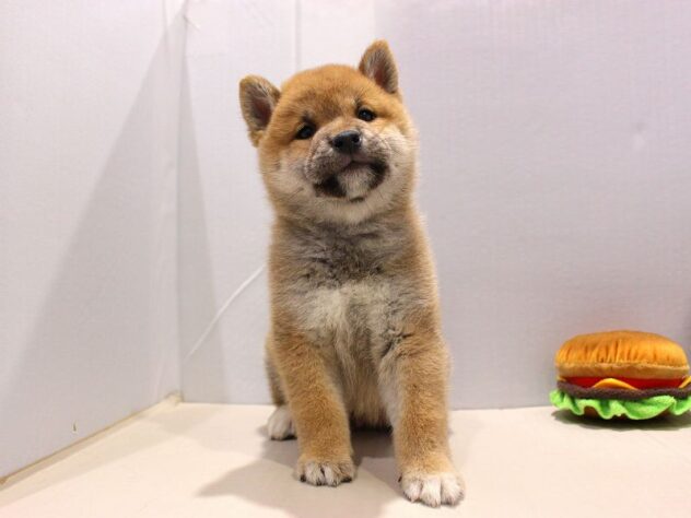 兵庫県の柴犬(標準サイズ) (ペット・プラザ アミーゴつかしん店/2025年9月24日生まれ/男の子/赤)の子犬の2枚目の画像