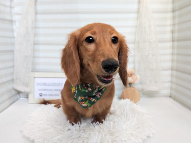 愛媛県のミニチュアダックスフンド(ロング) (アミーゴ松山久米店/2025年6月2日生まれ/女の子/ゴールド)の子犬の2枚目の画像