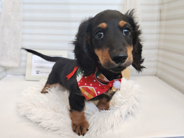 愛媛県のミニチュアダックスフンド(ロング) (アミーゴ松山久米店/2025年9月10日生まれ/男の子/ブラックイエロー)の子犬の1枚目の画像