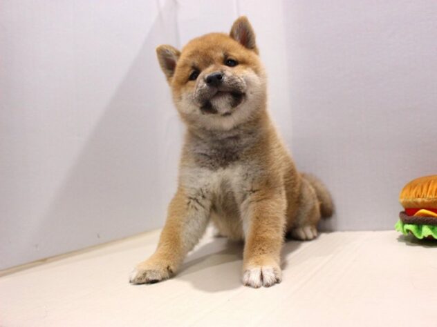 兵庫県の柴犬(標準サイズ) (ペット・プラザ アミーゴつかしん店/2025年9月24日生まれ/男の子/赤)の子犬の3枚目の画像