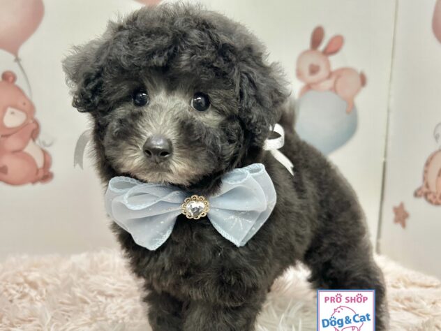 広島県のトイプードル(トイ) (アミーゴ温品店/2025年9月18日生まれ/女の子/グレー)の子犬の2枚目の画像