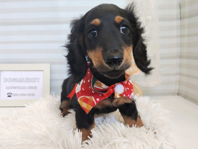 愛媛県のミニチュアダックスフンド(ロング) (アミーゴ松山久米店/2025年9月10日生まれ/男の子/ブラックイエロー)の子犬の2枚目の画像