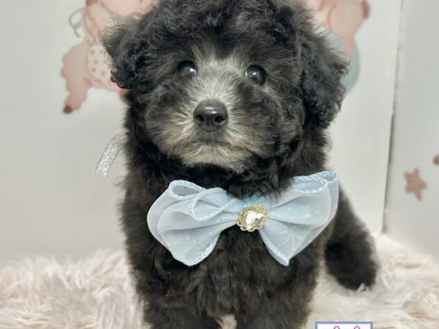 広島県のトイプードル(トイ) (アミーゴ温品店/2025年9月18日生まれ/女の子/グレー)の子犬の3枚目の画像