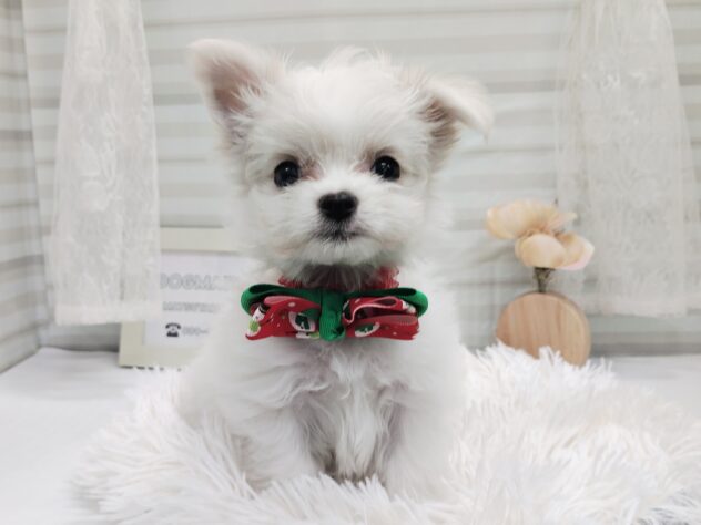 愛媛県のハーフ犬・ミックス犬 (アミーゴ松山久米店/2025年9月17日生まれ/男の子/クリーム)の子犬の1枚目の画像