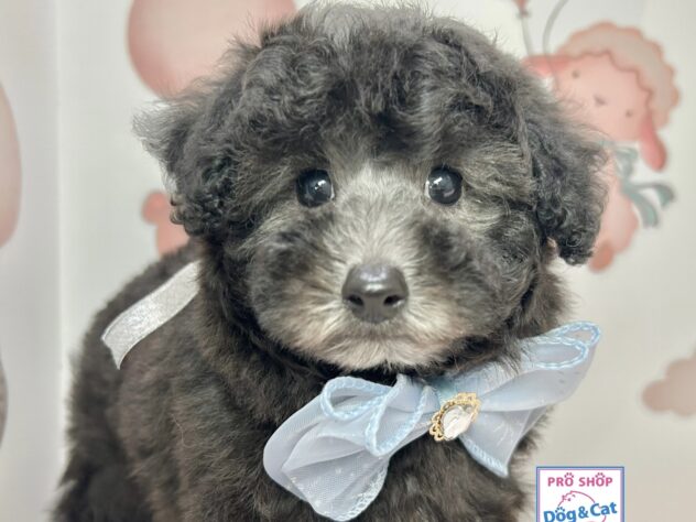 広島県のトイプードル(トイ) (アミーゴ温品店/2025年9月18日生まれ/女の子/グレー)の子犬の1枚目の画像