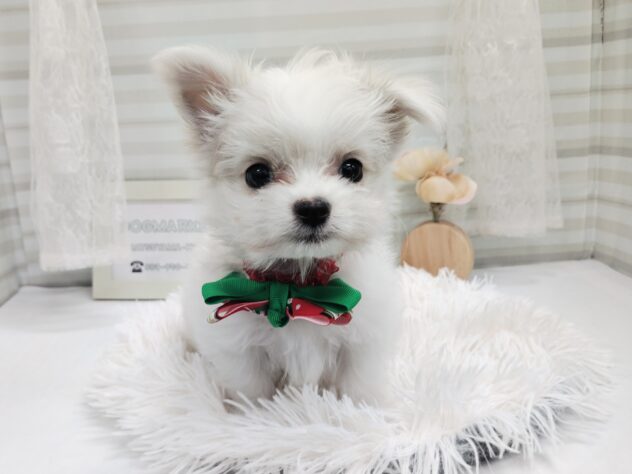 愛媛県のハーフ犬・ミックス犬 (アミーゴ松山久米店/2025年9月17日生まれ/男の子/クリーム)の子犬の2枚目の画像